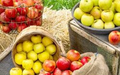 apples4